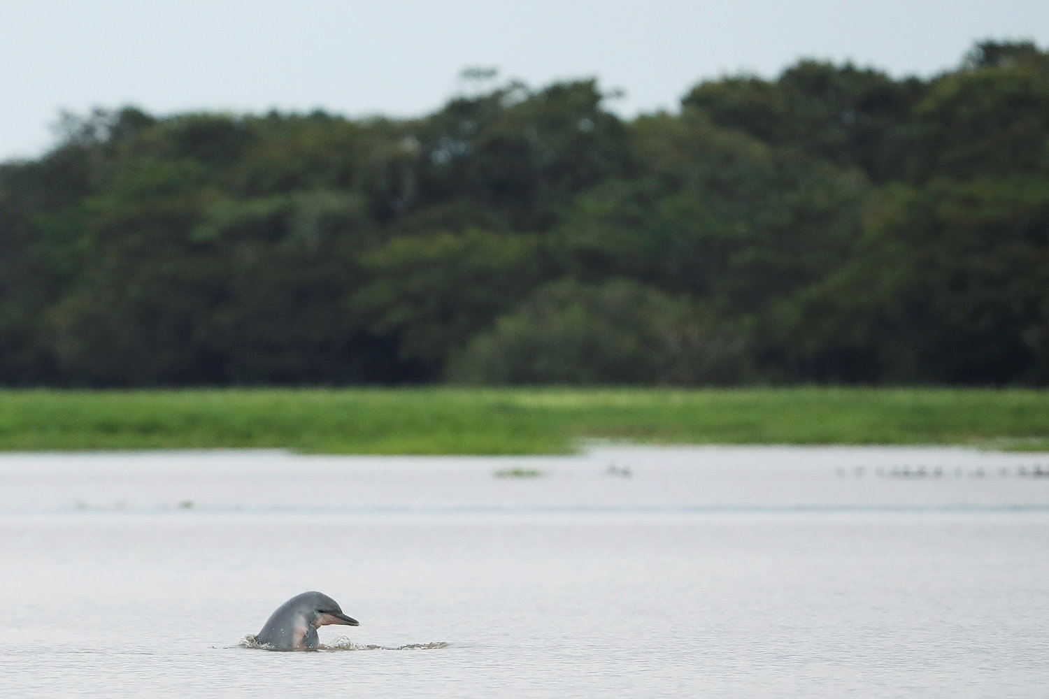A Tucuxi dolphin is pictured at the Amazon’s Mamiraua Sustainable Development Reserve in Uarini, Brazil, Jan. 19, 2020. The Vatican released Pope Francis’ postsynodal apostolic exhortation, “Querida Amazonia” (Beloved Amazonia), Feb. 12.